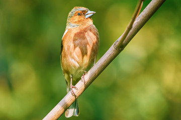Male Common Chaffinch