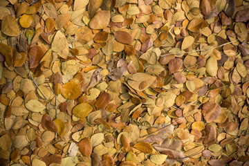 Dry leaves textures backgrounds