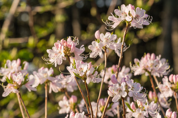Цветущий куст рододендрона