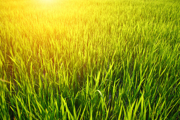 Green grass background on sunset