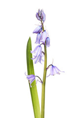 Bluebell flowers and leaf