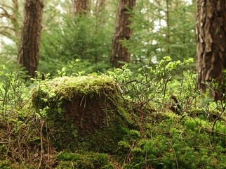 Mit Moos bewachsener Baumstumpf im Wald