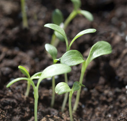 Sommeradonis; Adonis; aestivalis; Keimling