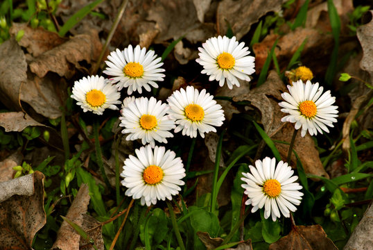Margherite, daisies