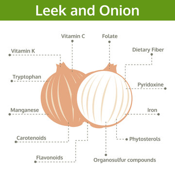 leek and onion nutrient of facts and health benefits, vector