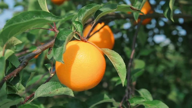 ripe orange on orange tree branch