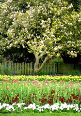 Beautiful ornamental garden in spring
