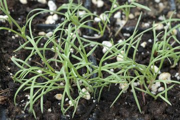 Kalifornischer; Mohn; Eschscholzia; californica; Keimling