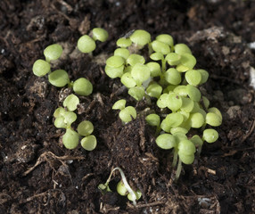 Parakresse; Spilanthes oleracea; Keimling