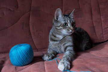 Кошка и клубок. 6