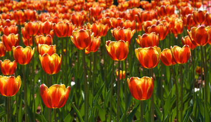 image of beautiful tulips in the garden close-up