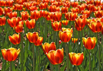 image of beautiful tulips in the garden close-up