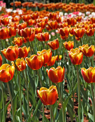 Fototapeta premium image of beautiful tulips in the garden close-up