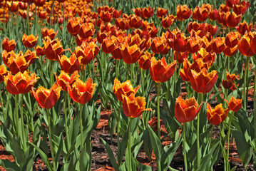 image of beautiful tulips in the garden close-up