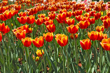 image of beautiful tulips in the garden close-up