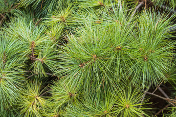 Pine tree needles close up. 
