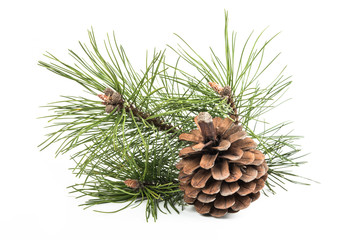 Pine branch needles with cone isolated on white background.