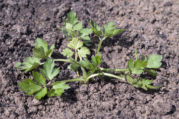 Kriechende Hahnenfuss, Ranunculus repens; Keimling, Sproessling