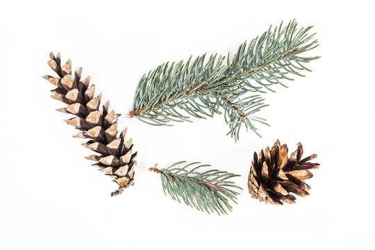 Set of various tree cones with needles isolated on white background.