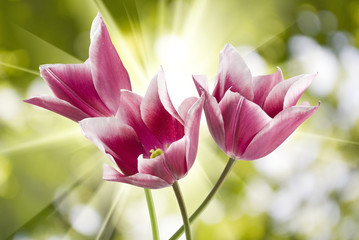 Fototapeta premium different beautiful flowers in park closeup