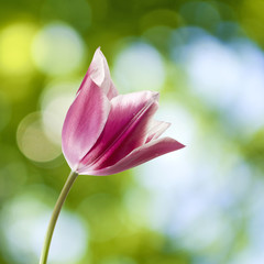 Fototapeta premium image of single flower on a green background