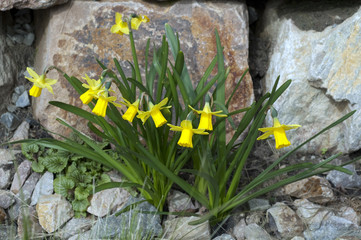 Narzisse; tete a tete; Narcissus