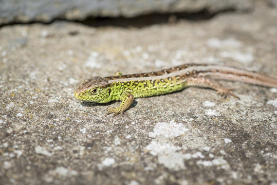 close up of a green sand lizard (Lacerta agilis) male on stony ground
