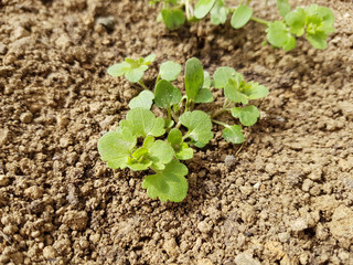 Persischer; Ehrenpreis; Veronica; persica; Keimling