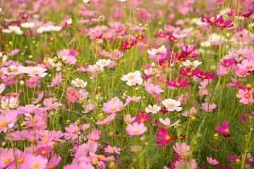 Cosmos flowers blooming in the garden