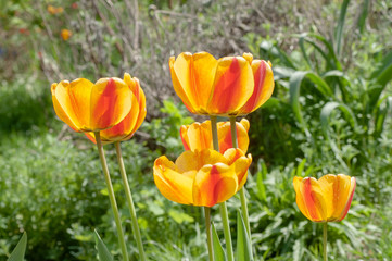Obraz premium bud, yellow tulip