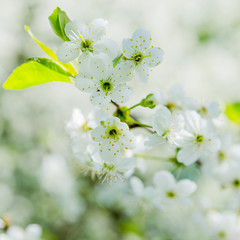 Blossoming branch of a cherry, close up