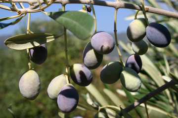 Oliven am Baum