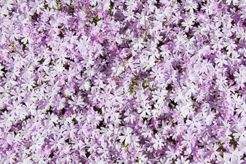 Fototapeta premium Flowers summer background