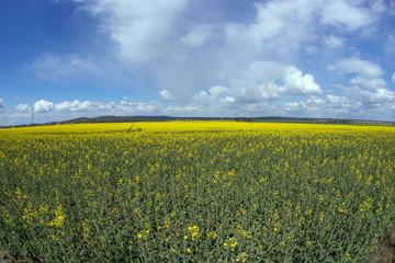 Fototapeta premium Rapsfeld Fisheyeperspektive