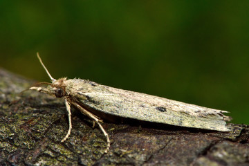 Bee moth (Aphomia sociella). Small Pyralid moth, an insect in the family Pyralidae, in the order Lepidoptera, at rest
