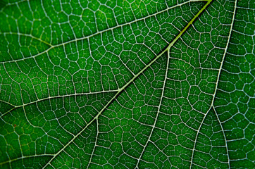 Fototapeta na wymiar Texture of green leaf and veins