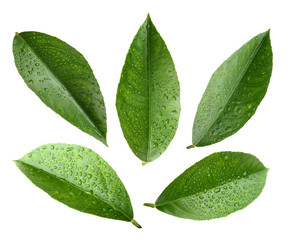 Fototapeta na wymiar Citrus leaves isolated on white background