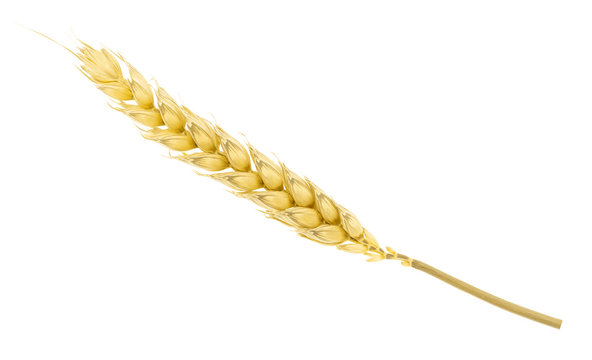Wheat isolated on white. without shadow