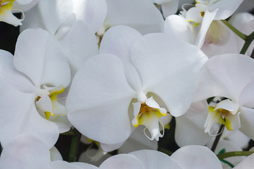 White moth orchid.