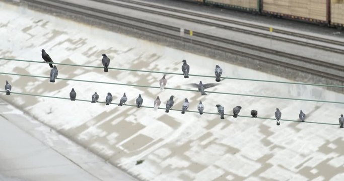 Pigeons land and sit on top of wires over the Los Angeles River.  They shuffle around and then fly up.  Early morning. Originally recorded in 4K DCI at 60fps.