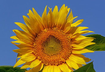 Fototapeta premium close up of sunflower over blue sky