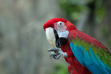 Macaw parrot cleans his paw