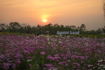 Cosmos field with sunset