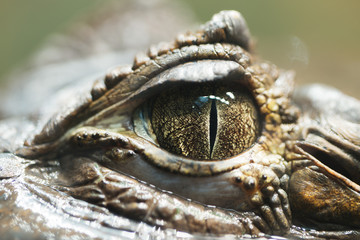 very close up pupil alligator