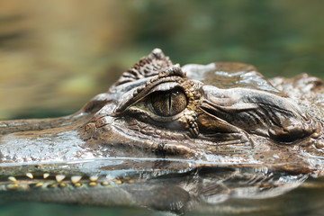 Alligator head close-up