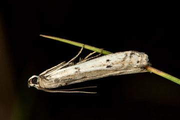 Phycitodes maritima micro moth. Small Pyralid moth, an insect in the family Pyralidae, in the order Lepidoptera, at rest
