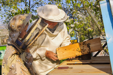 beekeeper grandfather and grandson examine a hive of bees