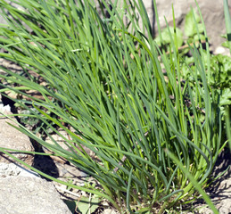 Schnittlauch, Allium; schoenoprasum; Keimling, Sproessling