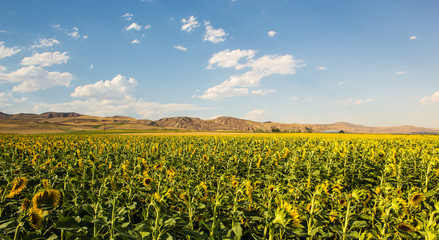 Fototapeta na wymiar Sunflower fields