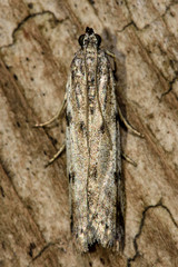 Phycitodes binaevella micro moth from above. Small Pyralid moth, an insect in the family Pyralidae, in the order Lepidoptera, at rest
